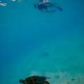 Hawksbill Sea Turtle (Eretmochelys imbricata), photo taken in Maldives, Male Atoll, South Male Atoll, n/a