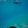Hawksbill Sea Turtle (Eretmochelys imbricata), photo taken in Maldives, Male Atoll, South Male Atoll, n/a