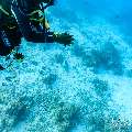 , photo taken in Maldives, Male Atoll, South Male Atoll, Shark Tank