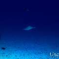, photo taken in Maldives, Male Atoll, South Male Atoll, Shark Tank