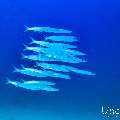 Big Eye Barracuda (Sphyraena fosteri), photo taken in Maldives, Male Atoll, South Male Atoll, Shark Tank