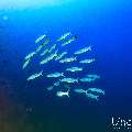 Big Eye Barracuda (Sphyraena fosteri), photo taken in Maldives, Male Atoll, South Male Atoll, Shark Tank