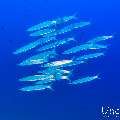 Big Eye Barracuda (Sphyraena fosteri), photo taken in Maldives, Male Atoll, South Male Atoll, Shark Tank