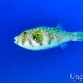 , photo taken in Maldives, Male Atoll, South Male Atoll, Shark Tank