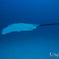 Pink whipray (Himantura fai), photo taken in Maldives, Male Atoll, South Male Atoll, Shark Tank