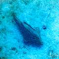 , photo taken in Maldives, Male Atoll, South Male Atoll, Shark Tank