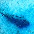 , photo taken in Maldives, Male Atoll, South Male Atoll, Shark Tank