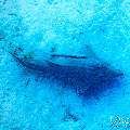 , photo taken in Maldives, Male Atoll, South Male Atoll, Shark Tank