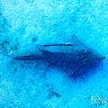 , photo taken in Maldives, Male Atoll, South Male Atoll, Shark Tank