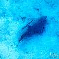 , photo taken in Maldives, Male Atoll, South Male Atoll, Shark Tank