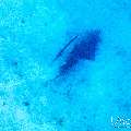 , photo taken in Maldives, Male Atoll, South Male Atoll, Shark Tank