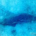 , photo taken in Maldives, Male Atoll, South Male Atoll, Shark Tank