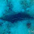 , photo taken in Maldives, Male Atoll, South Male Atoll, Shark Tank