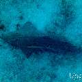 , photo taken in Maldives, Male Atoll, South Male Atoll, Shark Tank