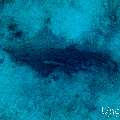, photo taken in Maldives, Male Atoll, South Male Atoll, Shark Tank