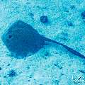 Cowtail Stingray (Pastinachus sephen), photo taken in Maldives, Male Atoll, South Male Atoll, Shark Tank