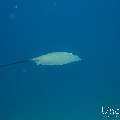 Pink whipray (Himantura fai), photo taken in Maldives, Male Atoll, South Male Atoll, Shark Tank