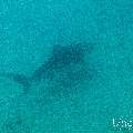 Tiger Shark (Galeocerdo cuvier), photo taken in Maldives, Male Atoll, South Male Atoll, Shark Tank
