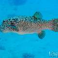 Starry Puffer (Arothron stellatus), photo taken in Maldives, Male Atoll, South Male Atoll, Shark Tank