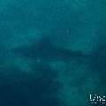 Tiger Shark (Galeocerdo cuvier), photo taken in Maldives, Male Atoll, South Male Atoll, Shark Tank