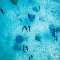 Pink whipray (Himantura fai), photo taken in Maldives, Male Atoll, South Male Atoll, Shark Tank