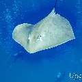Pink whipray (Himantura fai), photo taken in Maldives, Male Atoll, South Male Atoll, Shark Tank