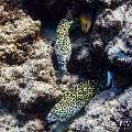 Honeycomb Moray (Gymnothorax favagineus), photo taken in Maldives, Male Atoll, South Male Atoll, Fish Tank