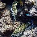 Honeycomb Moray (Gymnothorax favagineus), photo taken in Maldives, Male Atoll, South Male Atoll, Fish Tank