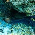 Giant Moray (Gymnothorax javanicus), photo taken in Maldives, Male Atoll, South Male Atoll, Fish Tank