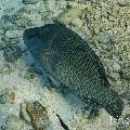 Napoleon Wrasse (Cheilinus undulatus), photo taken in Maldives, Male Atoll, South Male Atoll, Fish Tank