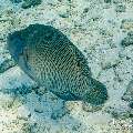 Napoleon Wrasse (Cheilinus undulatus), photo taken in Maldives, Male Atoll, South Male Atoll, Fish Tank