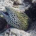 Honeycomb Moray (Gymnothorax favagineus), photo taken in Maldives, Male Atoll, South Male Atoll, Fish Tank