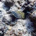 Honeycomb Moray (Gymnothorax favagineus), photo taken in Maldives, Male Atoll, South Male Atoll, Fish Tank