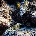 Honeycomb Moray (Gymnothorax favagineus), photo taken in Maldives, Male Atoll, South Male Atoll, Fish Tank