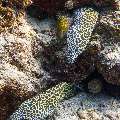Honeycomb Moray (Gymnothorax favagineus), photo taken in Maldives, Male Atoll, South Male Atoll, Fish Tank
