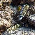Honeycomb Moray (Gymnothorax favagineus), photo taken in Maldives, Male Atoll, South Male Atoll, Fish Tank
