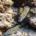 Honeycomb Moray (Gymnothorax favagineus), photo taken in Maldives, Male Atoll, South Male Atoll, Fish Tank