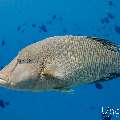 Napoleon Wrasse (Cheilinus undulatus), photo taken in Maldives, Male Atoll, South Male Atoll, Fish Tank