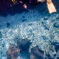 Family, photo taken in Maldives, Male Atoll, South Male Atoll, Fish Tank