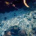 Family, photo taken in Maldives, Male Atoll, South Male Atoll, Fish Tank