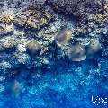 Pink whipray (Himantura fai), photo taken in Maldives, Male Atoll, South Male Atoll, Fish Tank