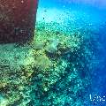 Pink whipray (Himantura fai), photo taken in Maldives, Male Atoll, South Male Atoll, Fish Tank