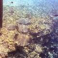 Pink whipray (Himantura fai), photo taken in Maldives, Male Atoll, South Male Atoll, Fish Tank
