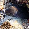 Giant Moray (Gymnothorax javanicus), photo taken in Maldives, Male Atoll, South Male Atoll, Fish Tank