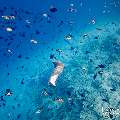 Pink whipray (Himantura fai), photo taken in Maldives, Male Atoll, South Male Atoll, Fish Tank