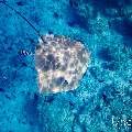 Pink whipray (Himantura fai), photo taken in Maldives, Male Atoll, South Male Atoll, Fish Tank