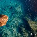 Pink whipray (Himantura fai), photo taken in Maldives, Male Atoll, South Male Atoll, Fish Tank