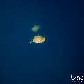 Pink whipray (Himantura fai), photo taken in Maldives, Male Atoll, South Male Atoll, Shark Tank