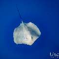 Pink whipray (Himantura fai), photo taken in Maldives, Male Atoll, South Male Atoll, Shark Tank