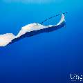 Pink whipray (Himantura fai), photo taken in Maldives, Male Atoll, South Male Atoll, Shark Tank